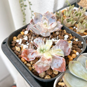 クリスペイトビューティー